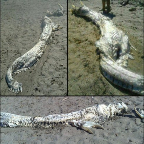 Il corpo rinvenuto sulla spiaggia di Almeria