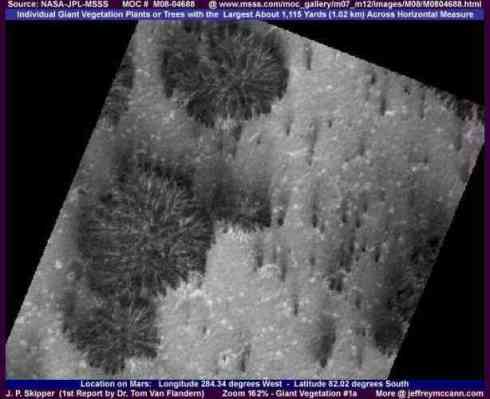 Foto del presunto albero sulla superficie di Marte
