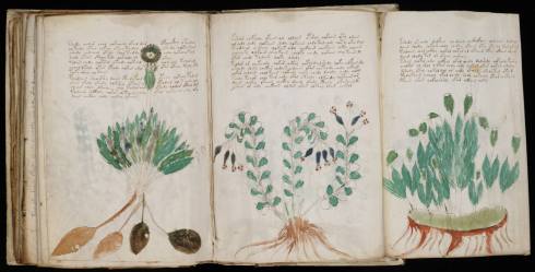 Pagine del manoscritto Voynich